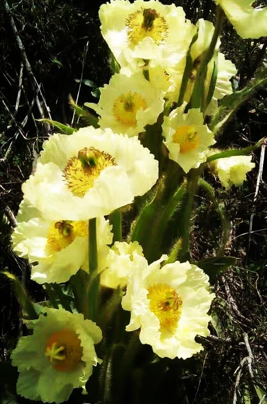 青海,大自然的调色板之韵